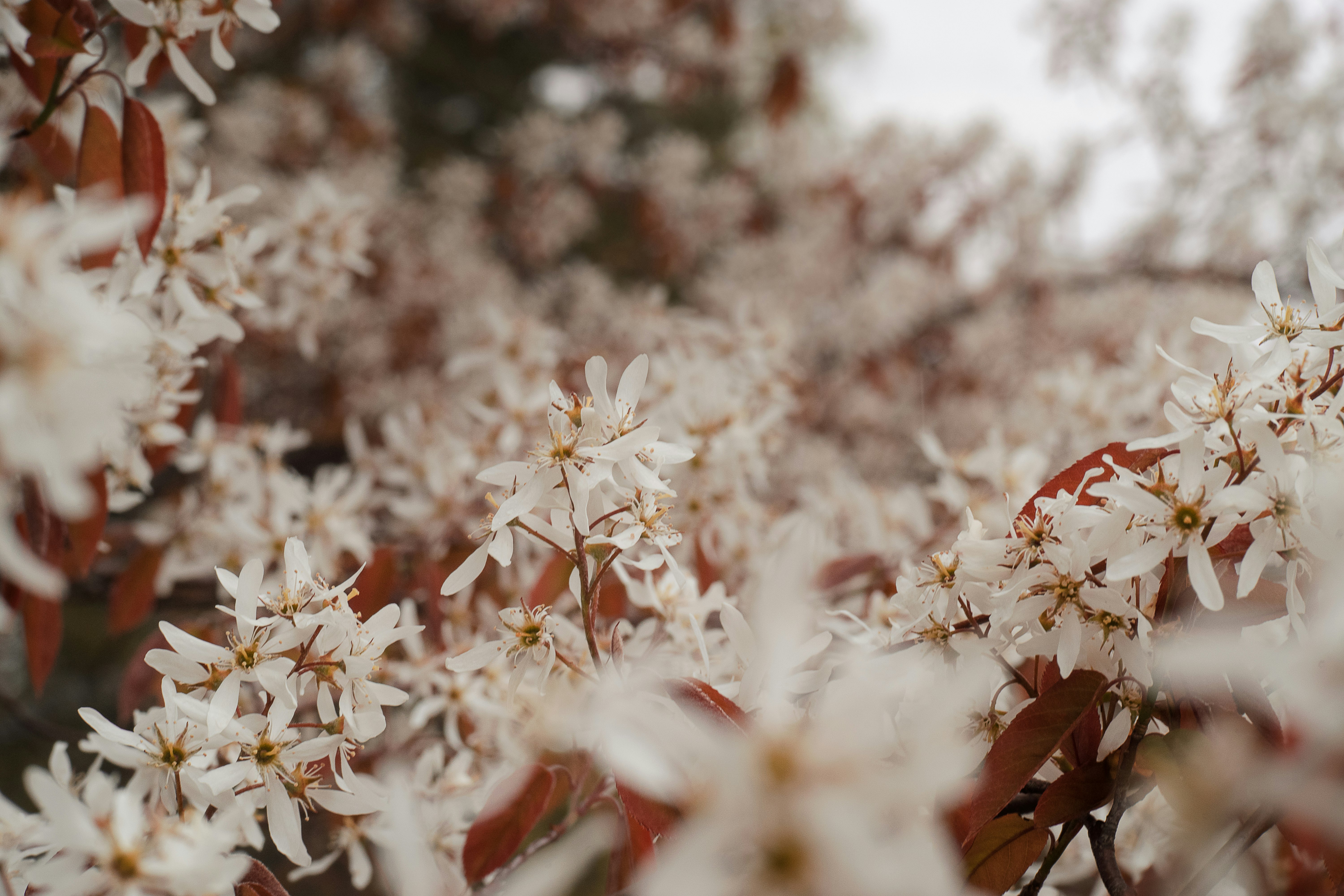 white flowers in tilt shift lens